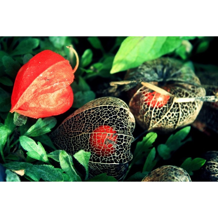 Tablou canvas 75x50 cm, Drinks and food model 154