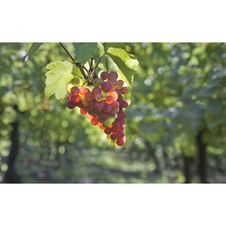 Tablou canvas 100x70 cm, Drinks and food model 207