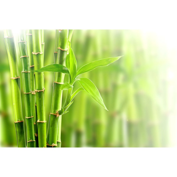 bambus pierdere în greutate