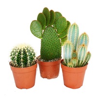 set 3 cactusi de apartament diferiti diametru ghiveci 12 cm imagen 30_1_
0