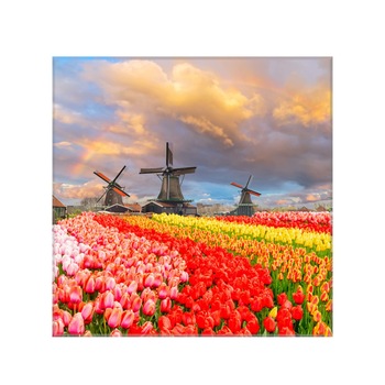 Sticla bucatarie securizata Saint Gobain Glass®, imprimata 65x65cm, protectie antistropire pentru aragaz, Ambra Deco, Flori lalele Sticla bucatarie securizata Saint Gobain Glass®, imprimata 65x65cm, protectie antistropire pentru aragaz, Ambra Deco, Flori lalele