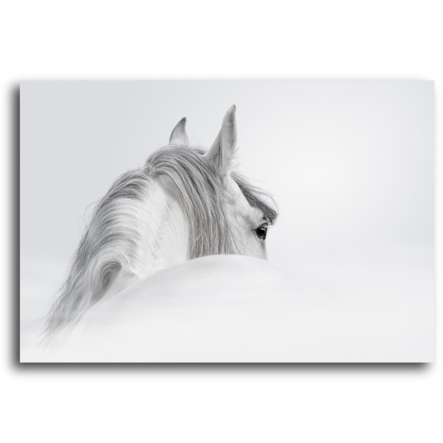 Tablou Canvas, White Horse, 70 x 50 cm