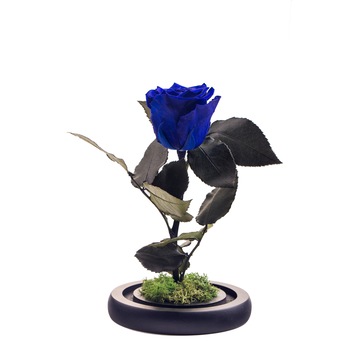 Trandafir criogenat albastru , Rose Amor, cupola de sticla 25 cm, Urban Trends ® Trandafir criogenat albastru , Rose Amor, cupola de sticla 25 cm, Urban Trends ®