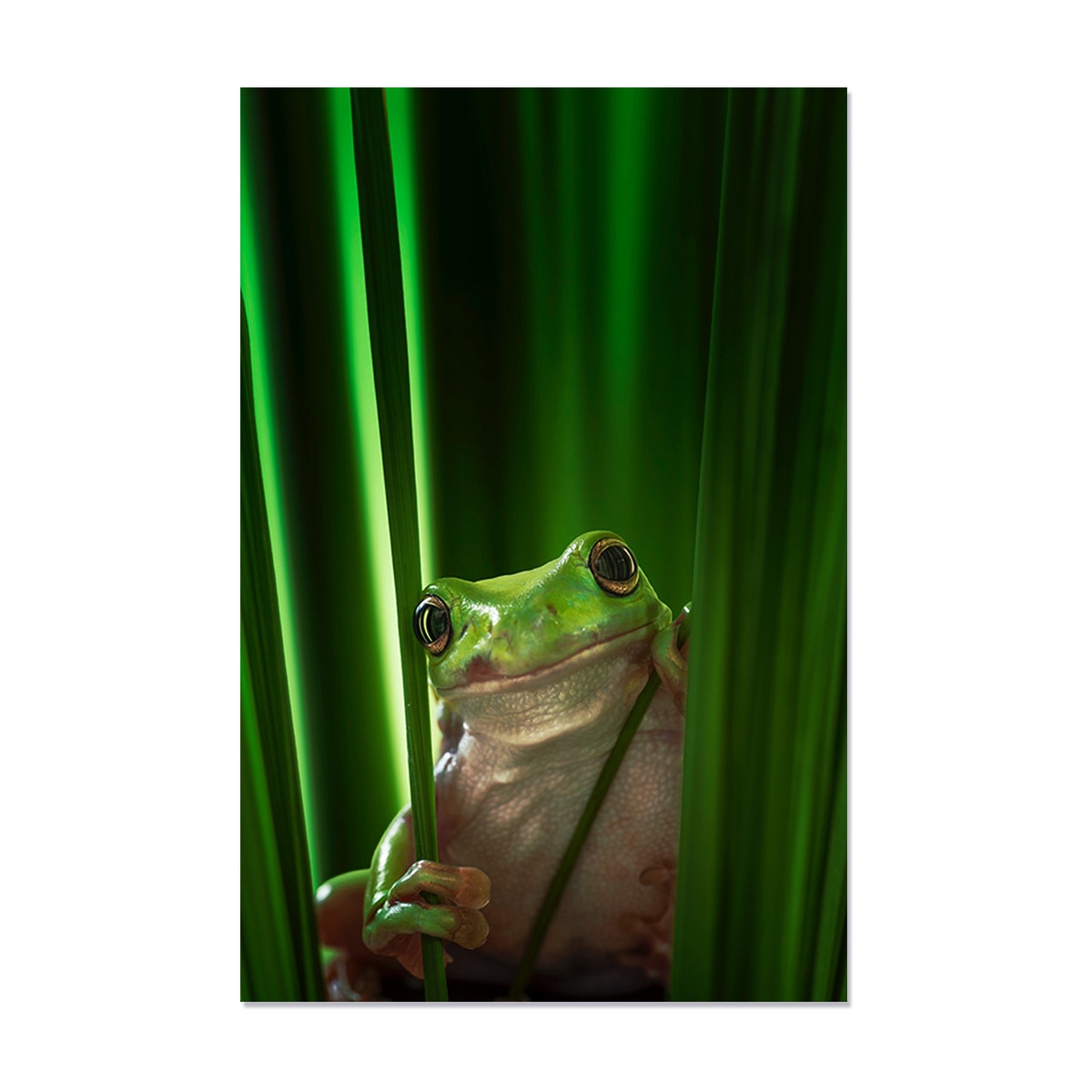 Tablou Canvas - Broasca, Animal, Natura 60 x 90 cm