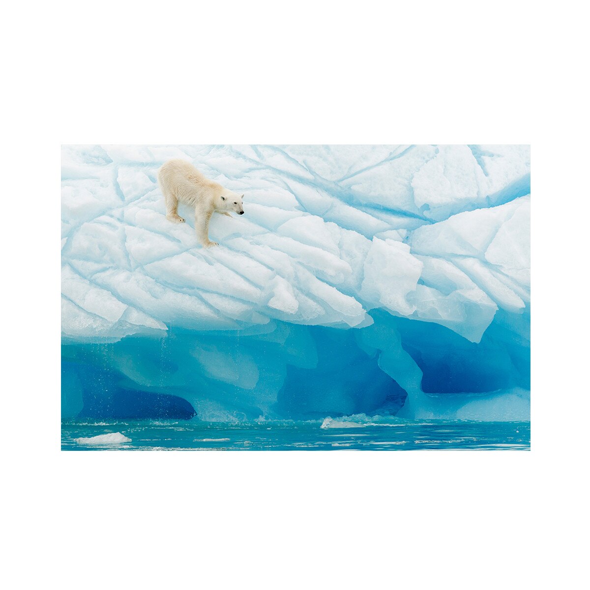 Tablou Canvas - Urs polar, Gheata, Animal, Natura 60 x 90 cm