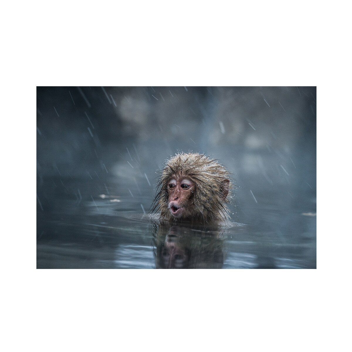 Tablou Canvas - Maimuta, Apa, Animal, Natura 60 x 90 cm