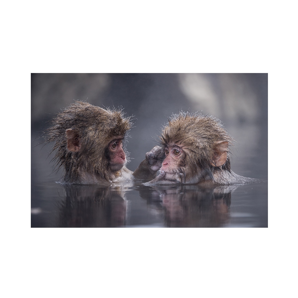 Tablou Canvas - Maimute, Apa, Animale, Natura, 60 x 90 cm