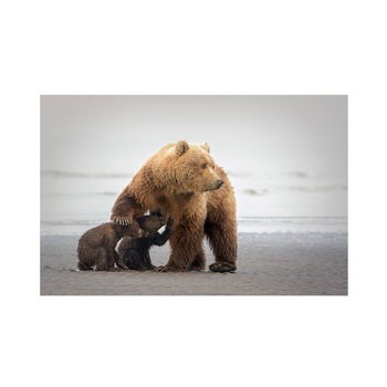 Tablou Canvas - Urs, Animal, Natura, 60 x 90 cm Tablou Canvas - Urs, Animal, Natura, 60 x 90 cm