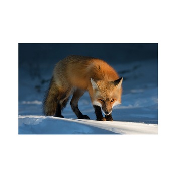 Tablou Canvas - Vulpe, Animal, Natura, 60 x 90 cm Tablou Canvas - Vulpe, Animal, Natura, 60 x 90 cm