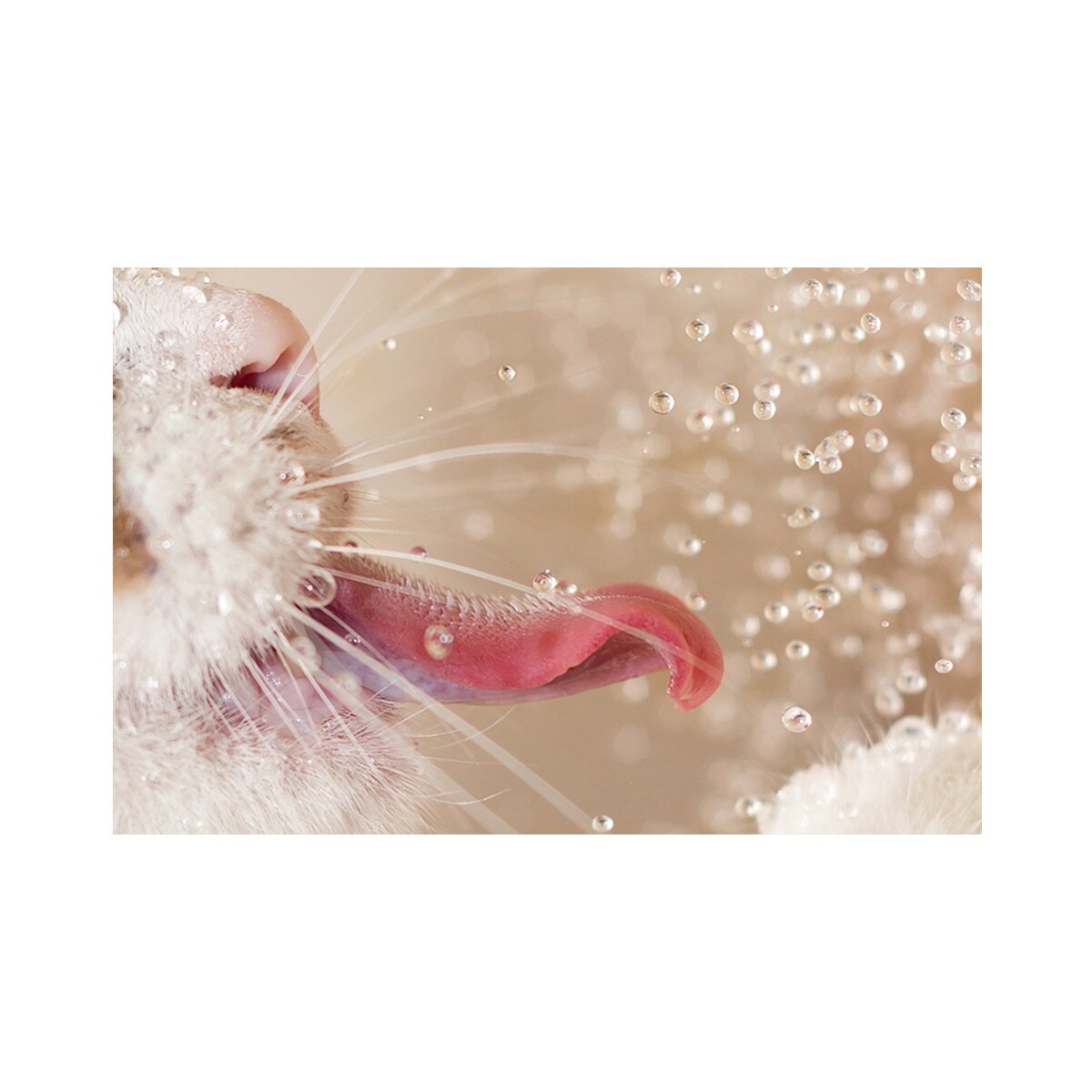 Tablou Canvas - Pisica, Animal, Apa, 60 x 90 cm