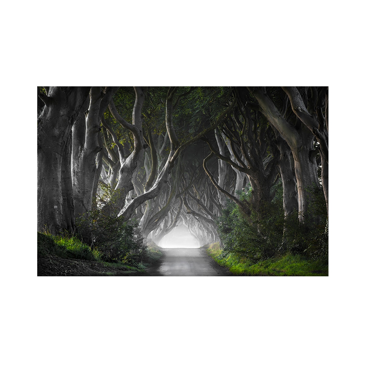 Tablou Canvas - Padure, Natura, Peisaj, 60 x 90 cm