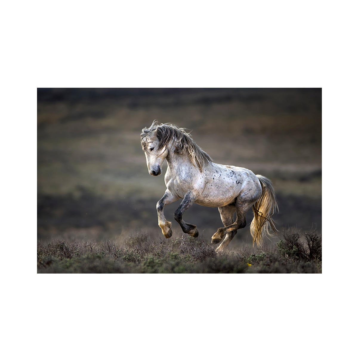 Tablou Canvas - Cal, Animal, Natura, 60 x 90 cm