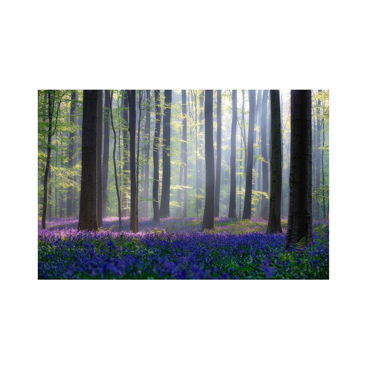 Tablou Canvas - Natura, Peisaj, Padure, Flori 60 x 90 cm