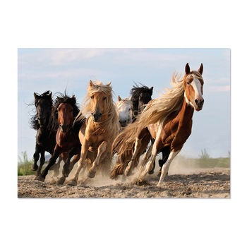 Tablou Canvas - Natura, Animale, Cai 60 x 80 cm Tablou Canvas - Natura, Animale, Cai 60 x 80 cm