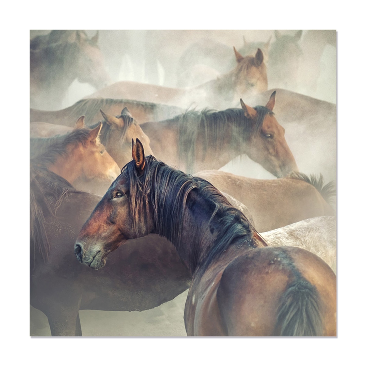 Tablou Canvas - Natura, Animale, Cai 60 x 60 cm