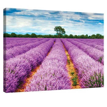 Tablou Canvas DEGRETS 78136 Lavanda 1, 75x100cm Tablou Canvas DEGRETS 78136 Lavanda 1, 75x100cm