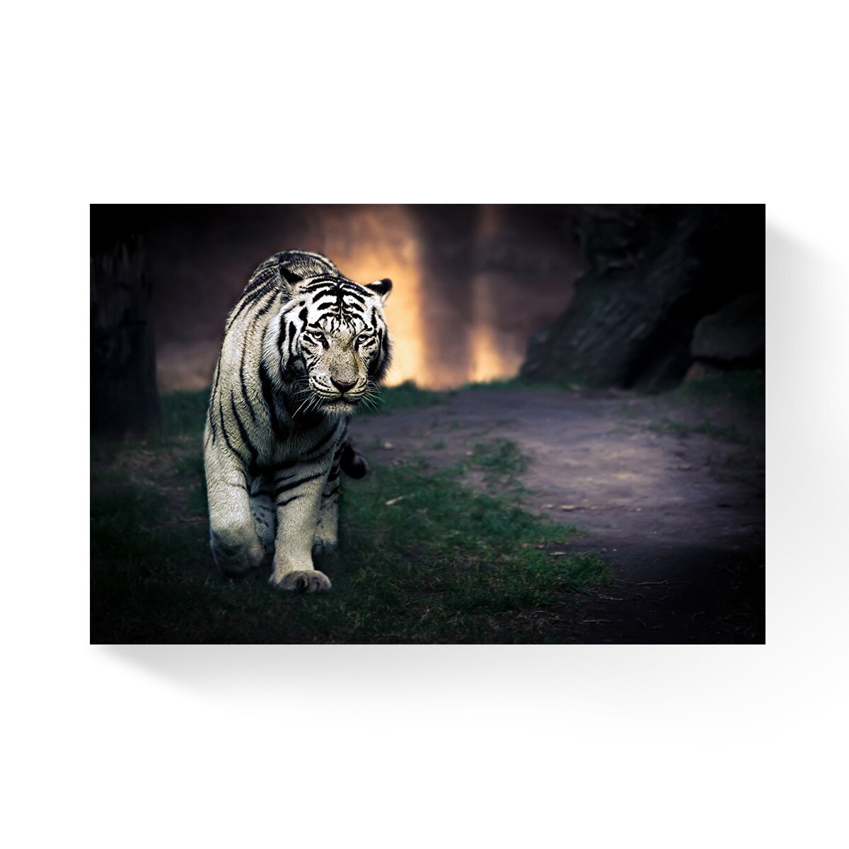 Tablou Canvas - Natura, Tigru, Animal, 60 x 90 cm