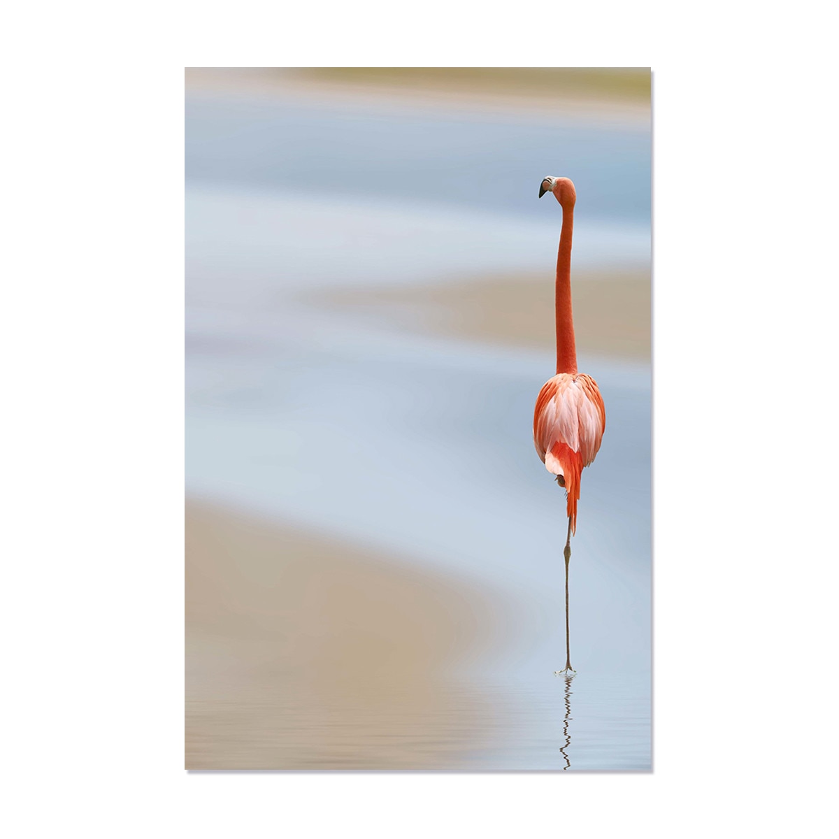 Tablou Canvas - Natura, Pasare, Flamingo, 60 x 90 cm