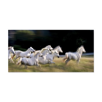 Tablou Canvas - Cai, Natura, Animale, 40 x 80 cm Tablou Canvas - Cai, Natura, Animale, 40 x 80 cm