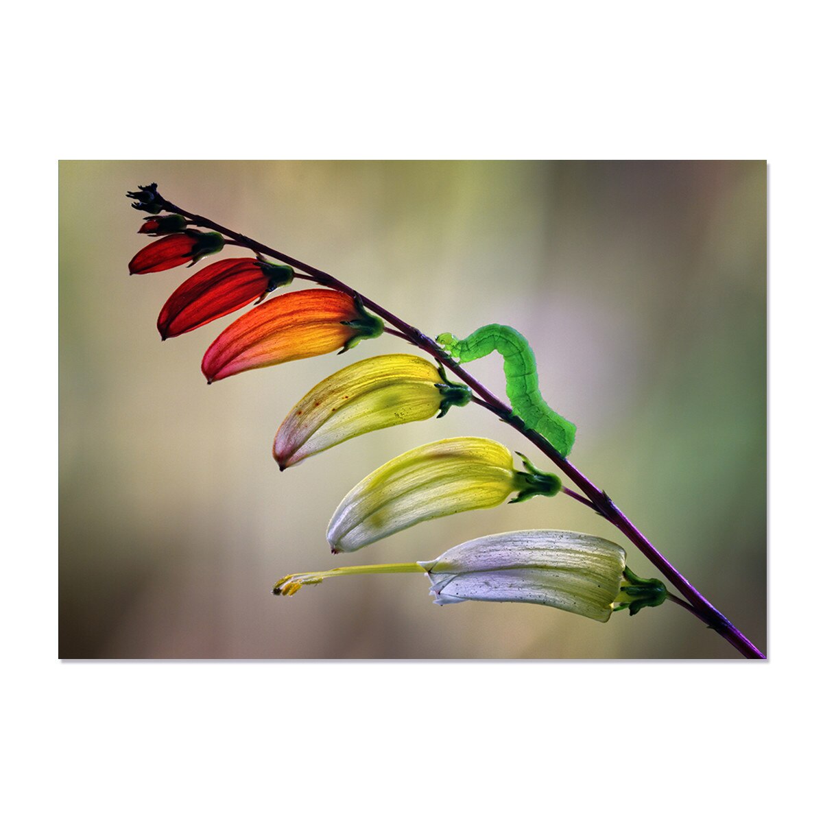 Tablou Canvas - Flori, Natura, Culori, Omida, 75 x 100 cm