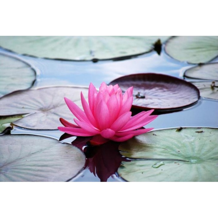 Tablou forex, Water lily 2, color, 30 x 20 cm
