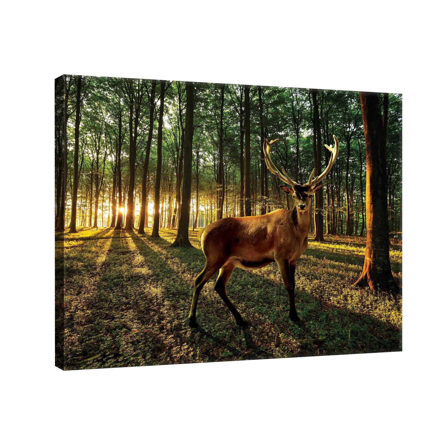 Tablou Canvas DEGRETS 78102 Caprioara in padure, 75x100cm