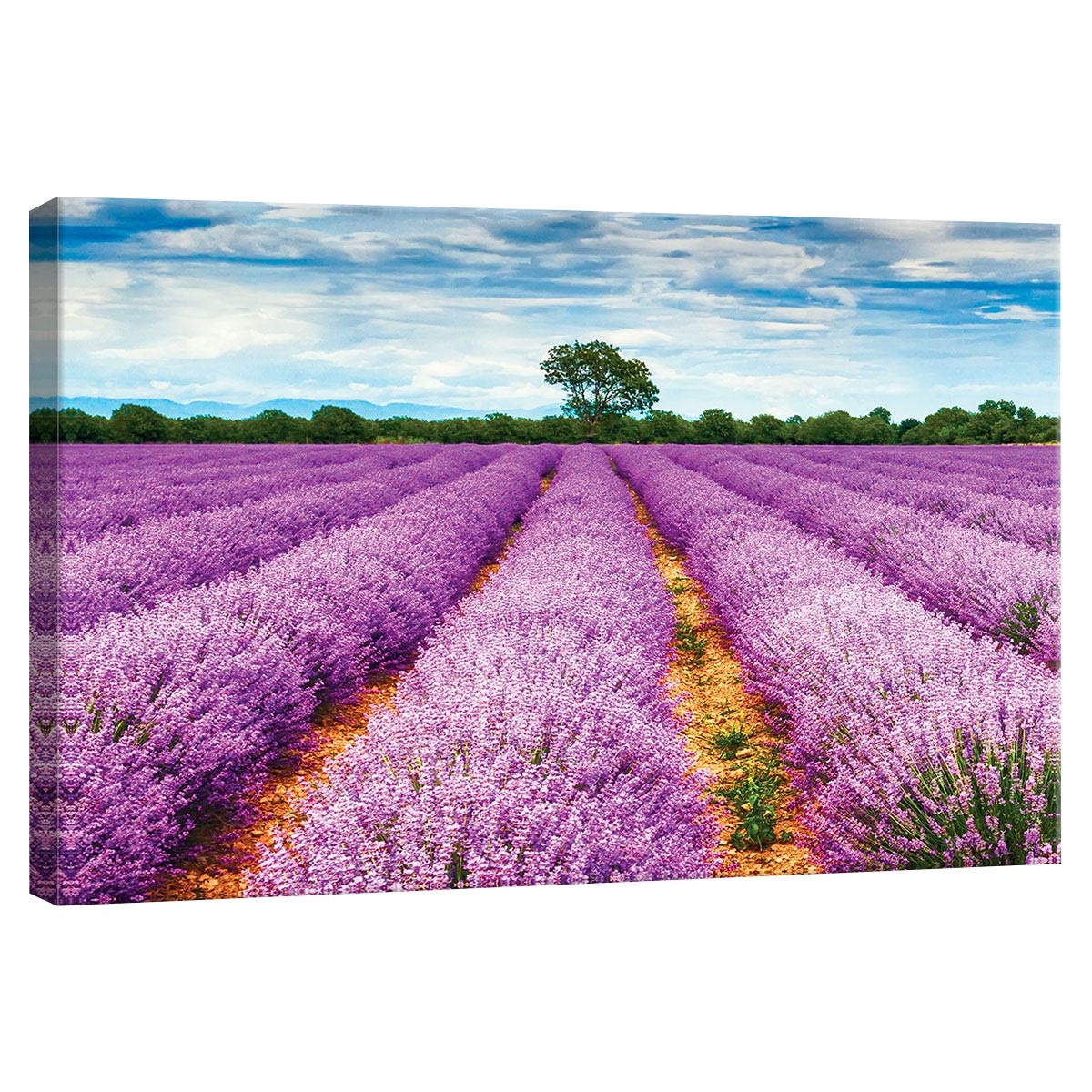 Tablou Canvas DEGRETS 78299 Lavanda 1, 40x60cm
