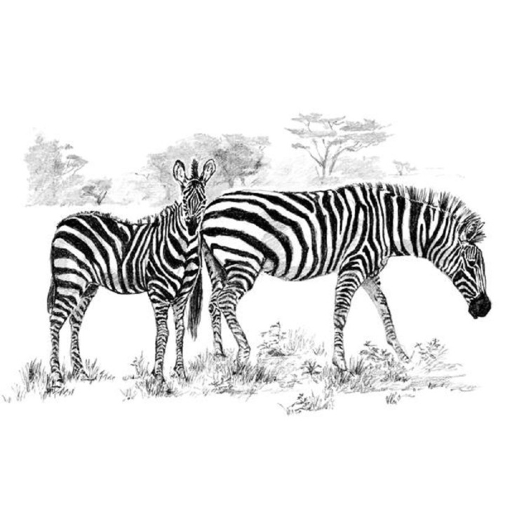 Set schita grafica, Zebre, A3