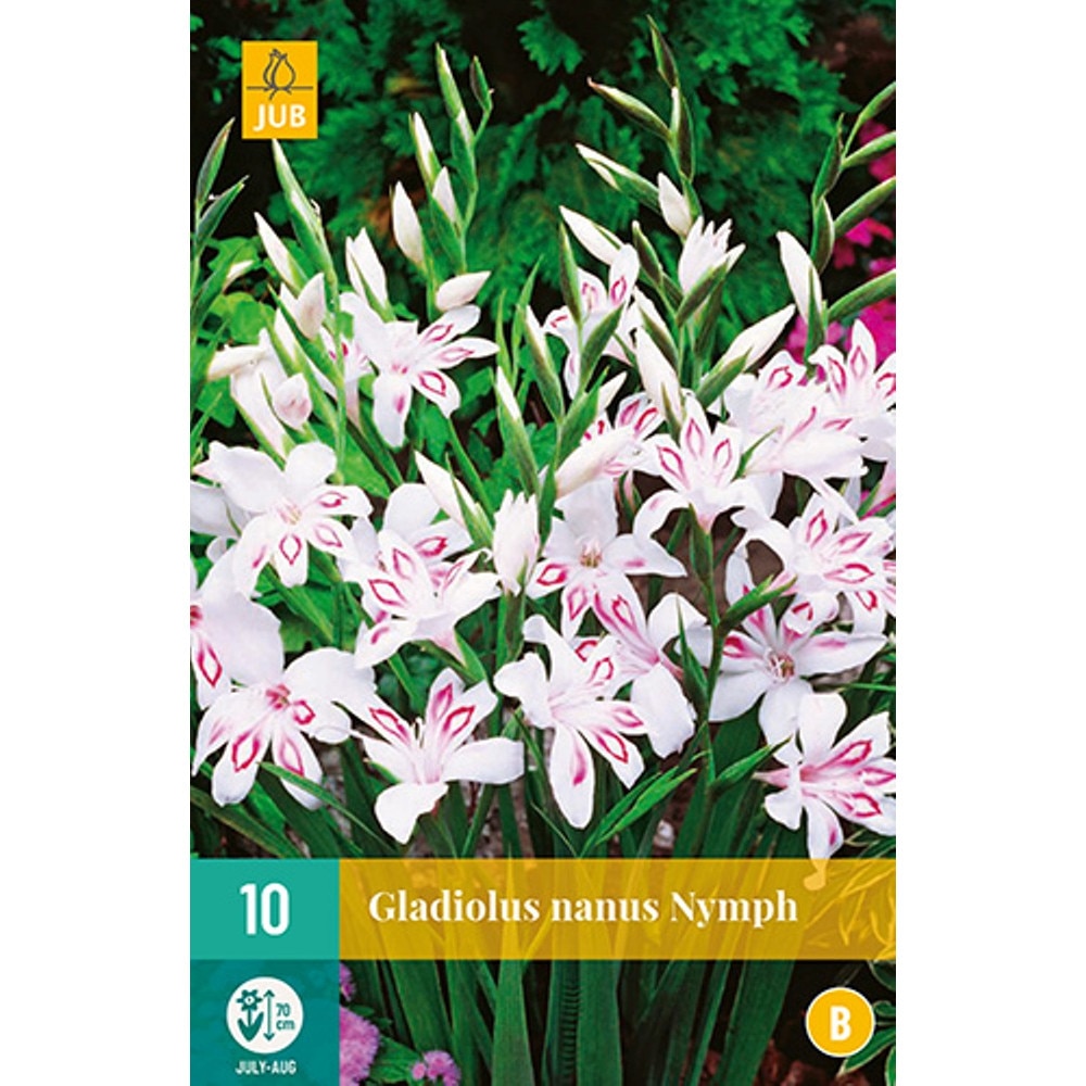 Set Bulbi Gladiole Nanus Nymph - 10 buc, Holland
