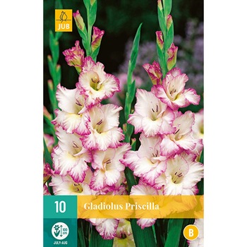 Set Bulbi Gladiole Priscilla - 10 buc, Holland Set Bulbi Gladiole Priscilla - 10 buc, Holland