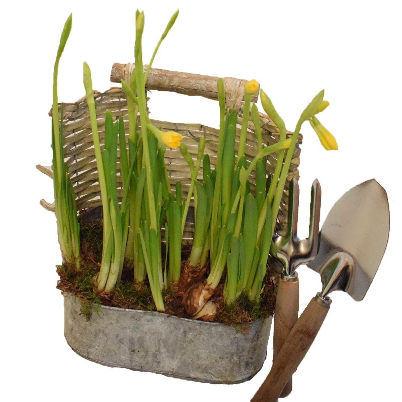 Aranjament floral cu bulbi narcise si trusa gradinarit