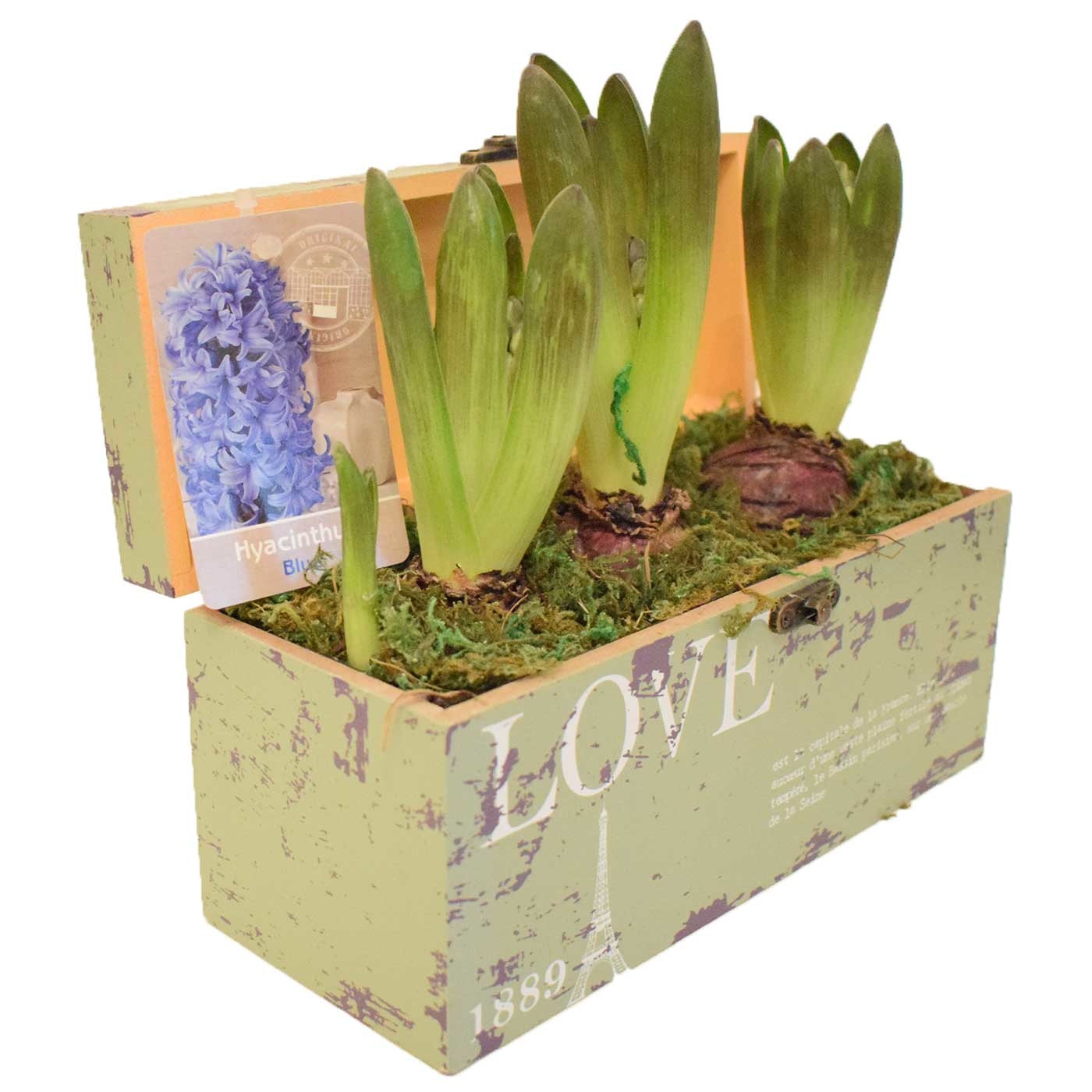 Aranjament floral cu bulbi zambila