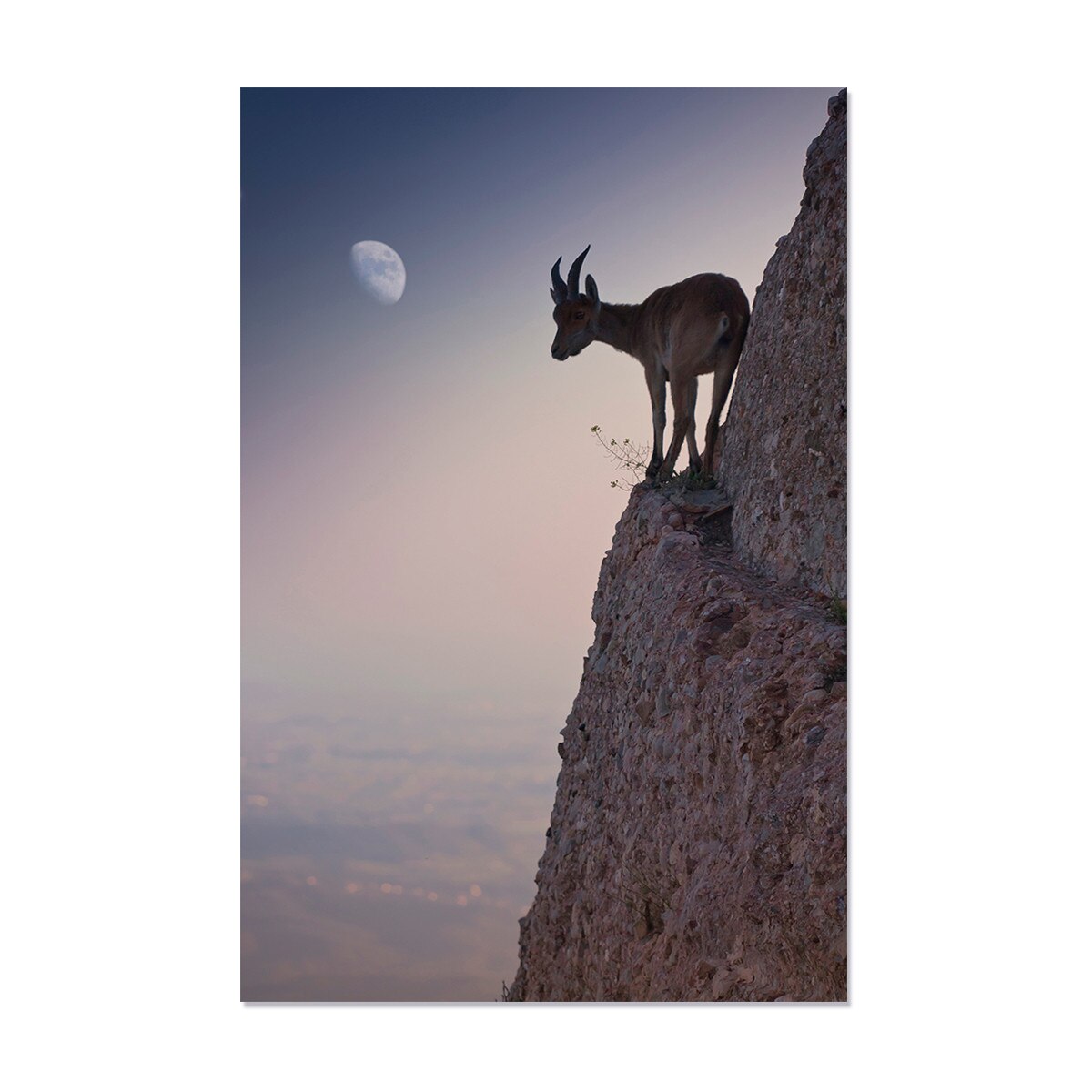 Tablou Canvas - Natura, Apus, Animal, Capra, Munte, 80 x 120 cm