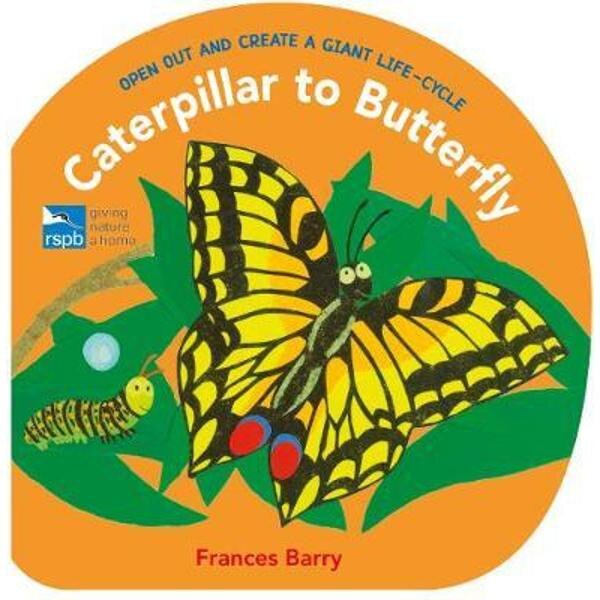 Caterpillar to Butterfly