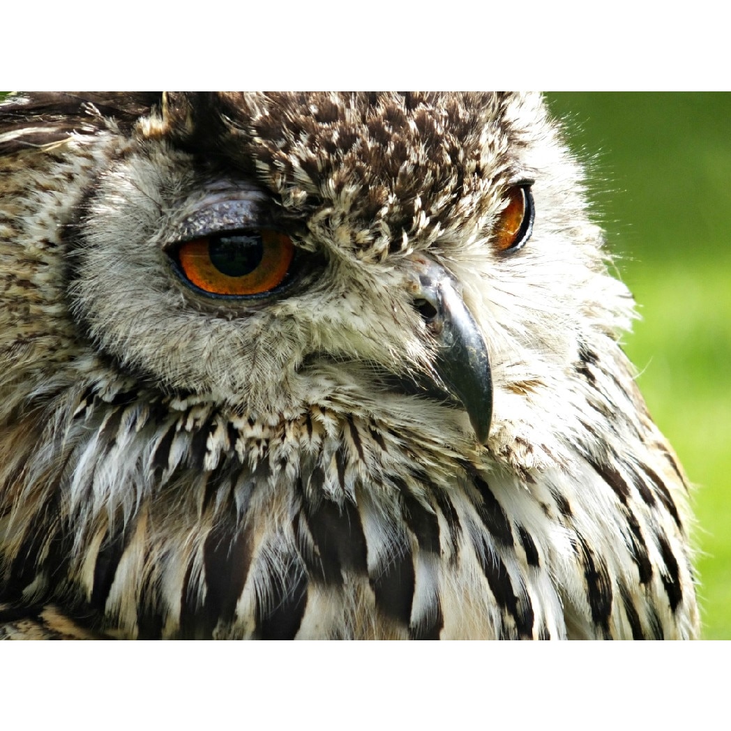 Tablou canvas Bufnita 1, 105 x 70 cm