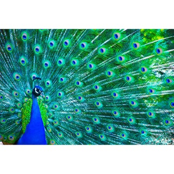 Tablou canvas Paun 1, 105 x 70 cm Tablou canvas Paun 1, 105 x 70 cm