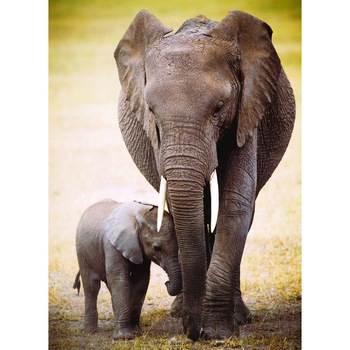 Puzzle Eurographics - The Elephant and baby elephant, 1.000 piese (6000-0270) Puzzle Eurographics - The Elephant and baby elephant, 1.000 piese (6000-0270)