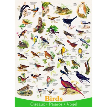 Puzzle Eurographics - Birds, 1.000 piese (6000-1259) Puzzle Eurographics - Birds, 1.000 piese (6000-1259)