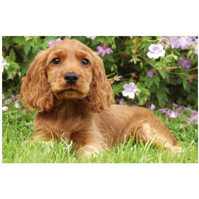 Puzzle Trefl - Little spaniel, 54 piese (41428)