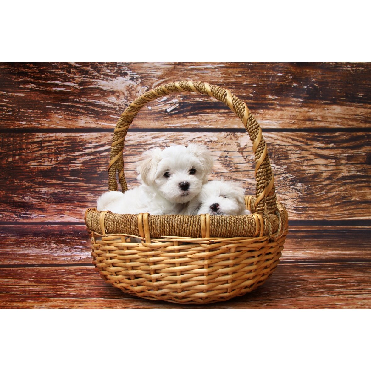 Tablou canvas Caini 1, 105 x 70 cm