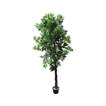 Ficus Benjamina, Baron, Verde/Maro, 195cm Ficus Benjamina, Baron, Verde/Maro, 195cm