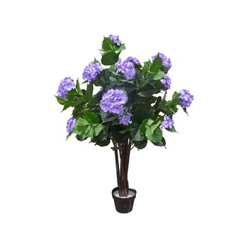 Hortensia in violet- arbust, Baron, 120cm Hortensia in violet- arbust, Baron, 120cm