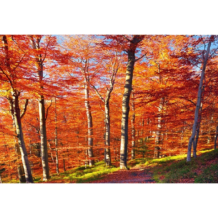 Fototapet Toamna tarzie, 400 x 250 cm