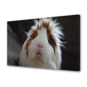 Cauți Cusca Porcusor Guineea Alege Din Oferta Emag Ro