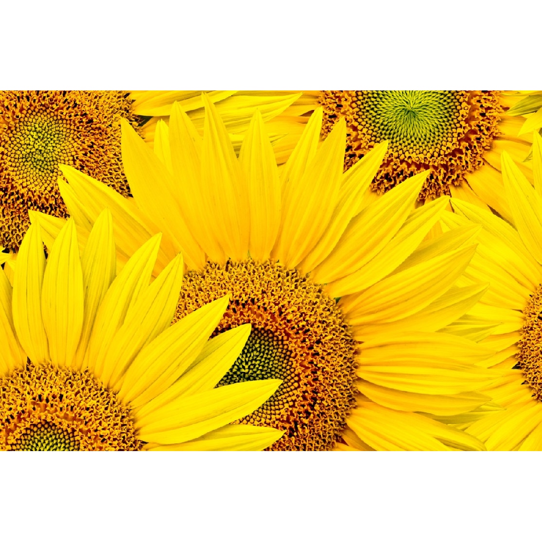 Tablou canvas Flori 2, 105 x 70 cm