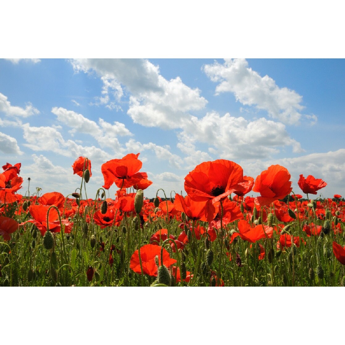 Tablou canvas Flori 10, 60 x 40 cm