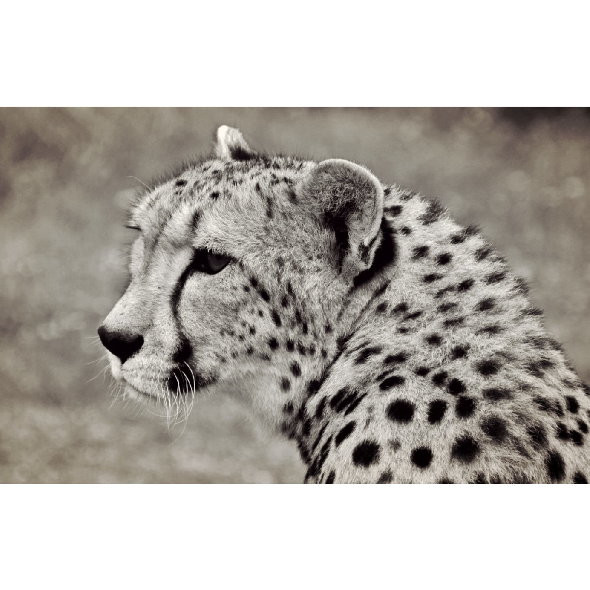 Tablou canvas Ghepard 1, 45 x 30 cm