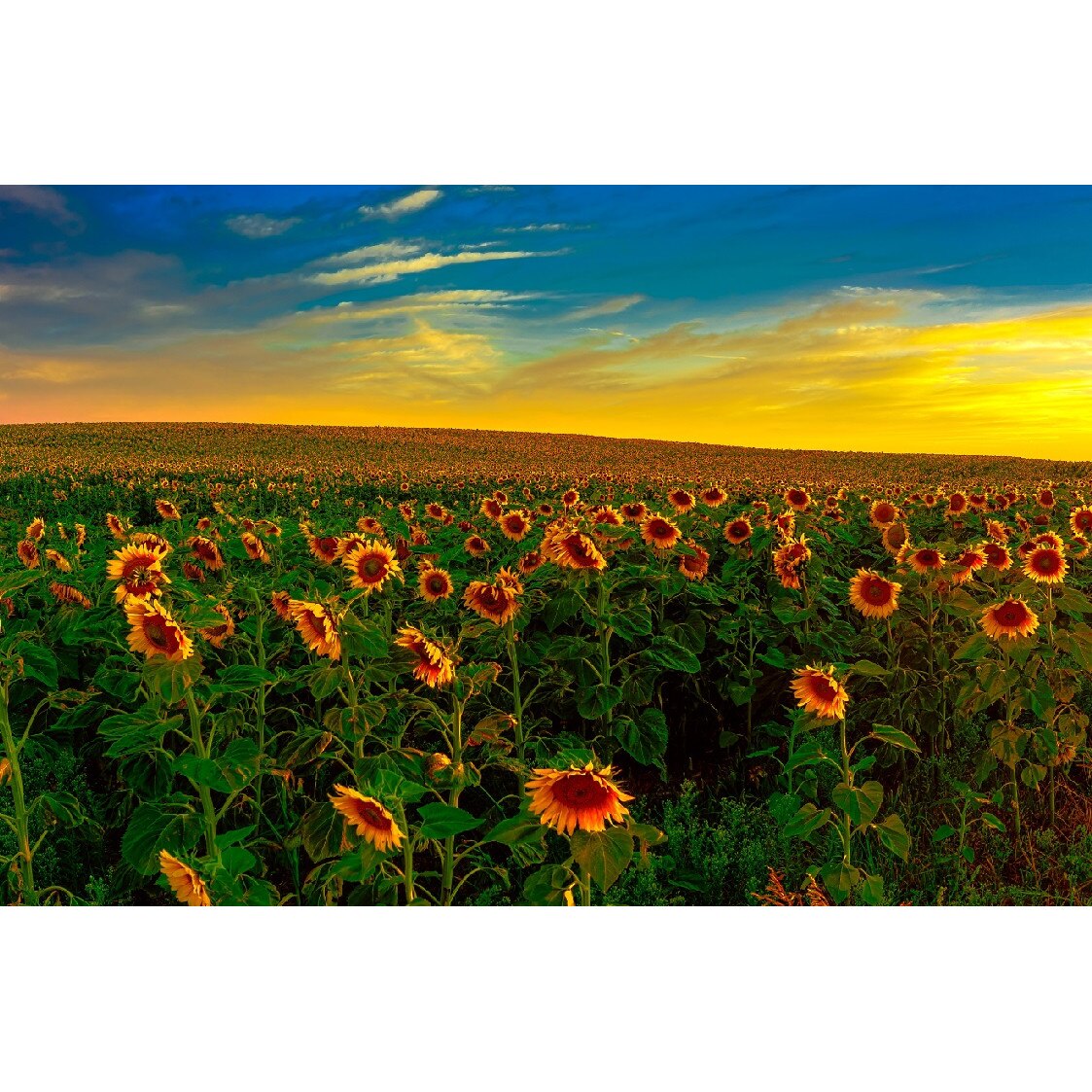 Tablou canvas Flori 13, 45 x 30 cm