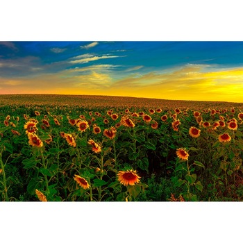Tablou canvas Flori 13, 45 x 30 cm Tablou canvas Flori 13, 45 x 30 cm