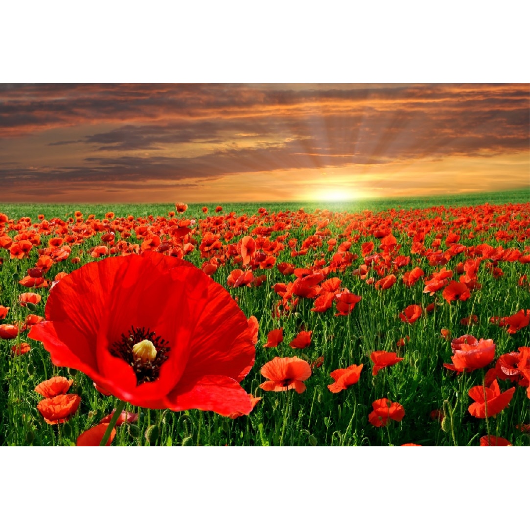 Tablou canvas Natura 5, 60 x 40 cm